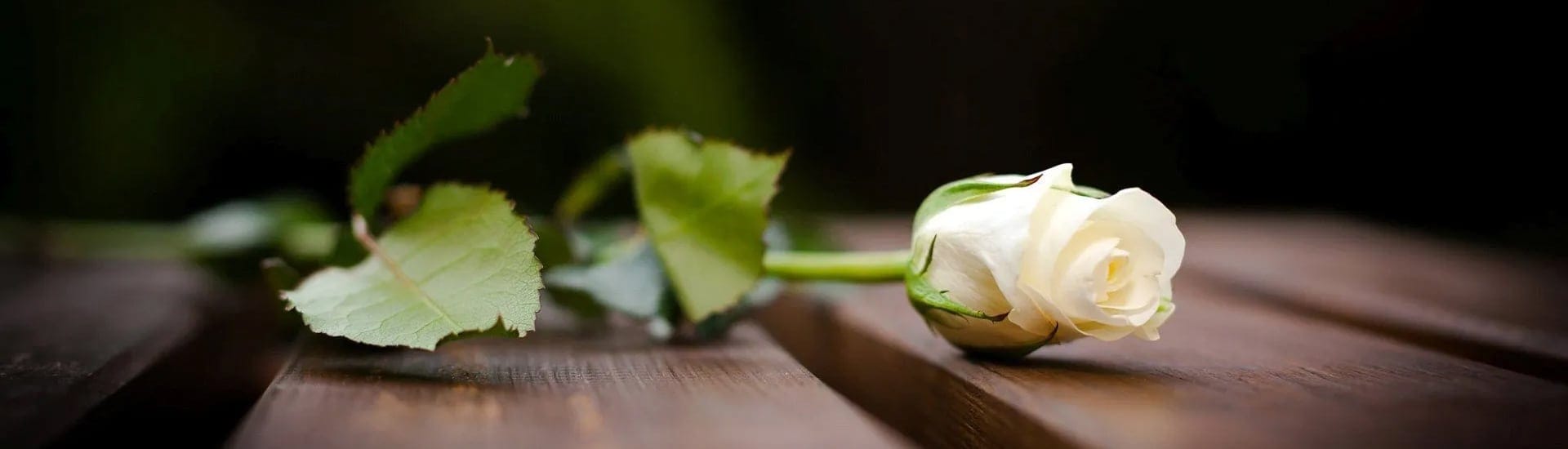 Immagine di una rosa bianca