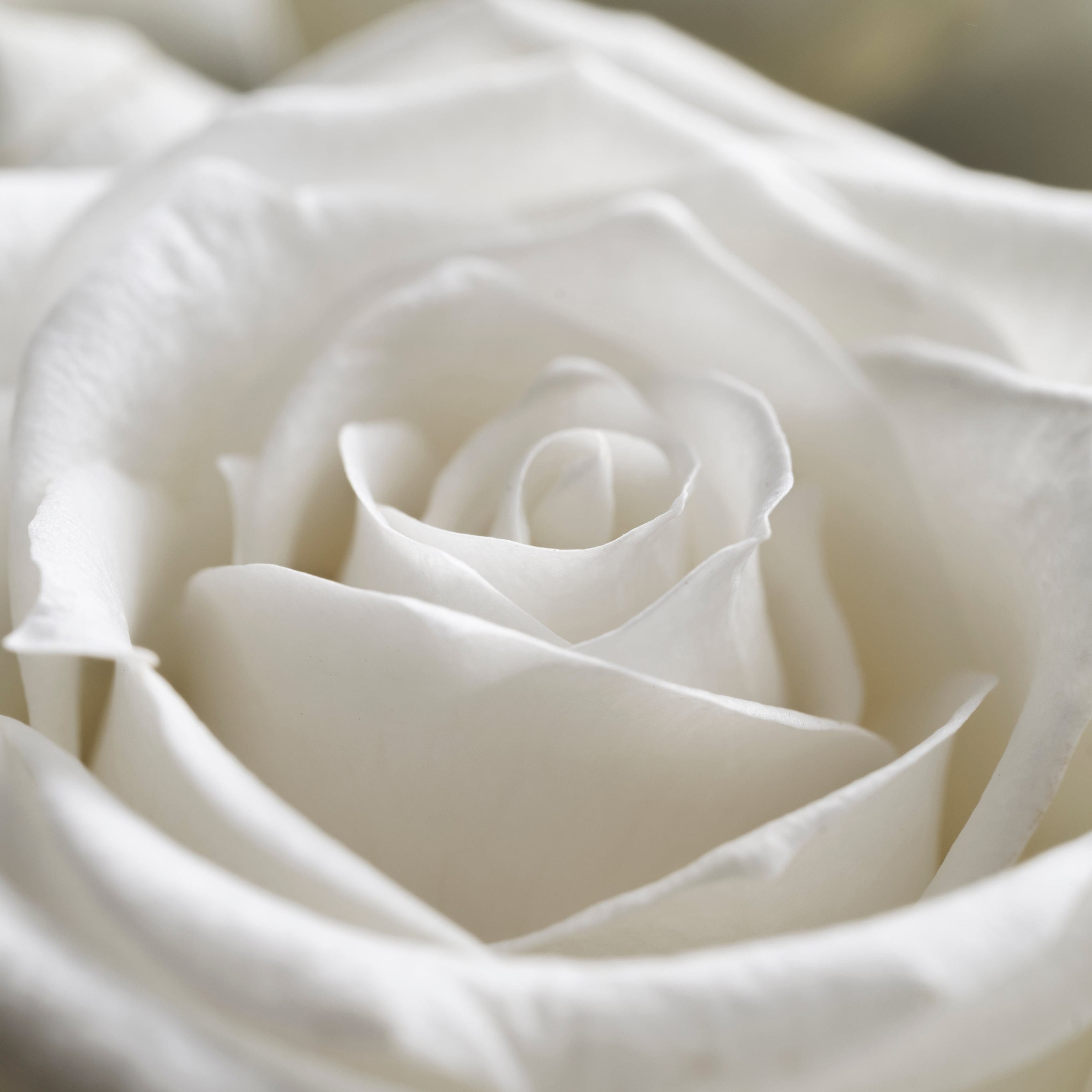 Una rosa bianca