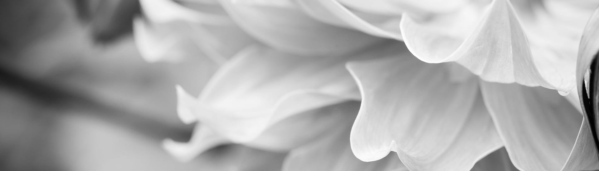 Fiori bianchi fotografati in bianco e nero